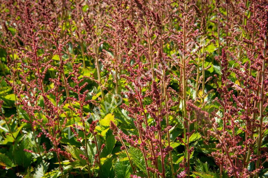 Čechrava čínská 'Veronica Klose' - Astilbe chinensis 'Veronica Klose'