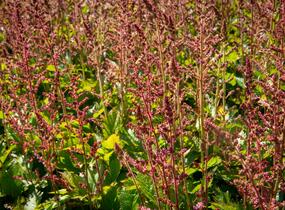 Čechrava čínská 'Veronica Klose' - Astilbe chinensis 'Veronica Klose'