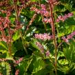 Čechrava čínská 'Veronica Klose' - Astilbe chinensis 'Veronica Klose'