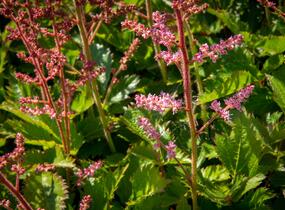 Čechrava čínská 'Veronica Klose' - Astilbe chinensis 'Veronica Klose'