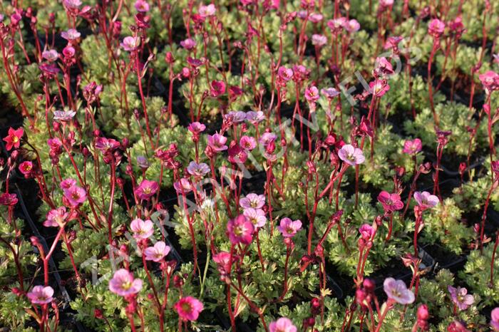 Lomikámen arendsův 'Blütenteppich' - Saxifraga x arendsii 'Blütenteppich'