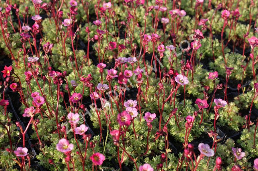 Lomikámen arendsův 'Blütenteppich' - Saxifraga x arendsii 'Blütenteppich'