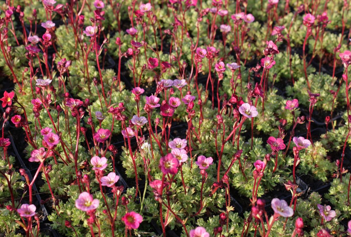 Lomikámen arendsův 'Blütenteppich' - Saxifraga x arendsii 'Blütenteppich'