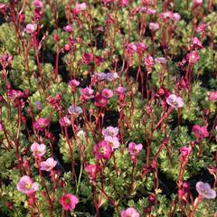 Lomikámen arendsův 'Blütenteppich' - Saxifraga x arendsii 'Blütenteppich'