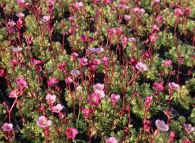 Lomikámen arendsův 'Blütenteppich' - Saxifraga x arendsii 'Blütenteppich'