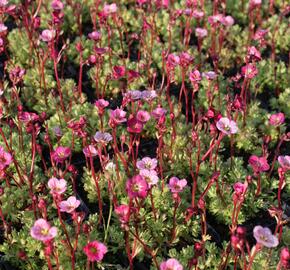 Lomikámen arendsův 'Blütenteppich' - Saxifraga x arendsii 'Blütenteppich'