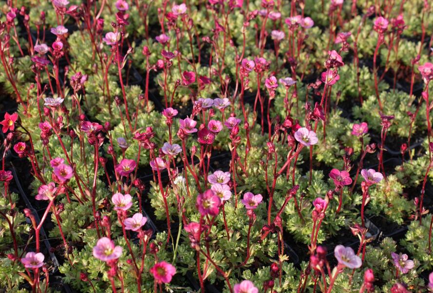 Lomikámen arendsův 'Blütenteppich' - Saxifraga x arendsii 'Blütenteppich'