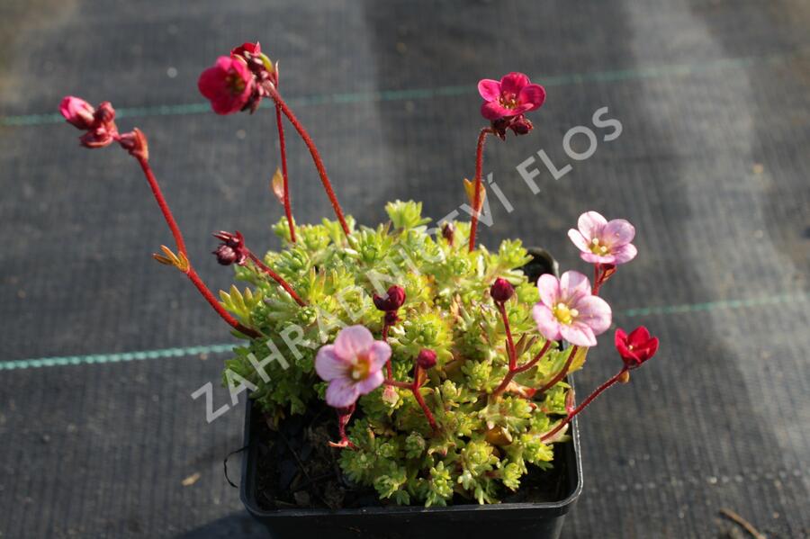 Lomikámen arendsův 'Blütenteppich' - Saxifraga x arendsii 'Blütenteppich'