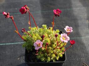 Lomikámen arendsův 'Blütenteppich' - Saxifraga x arendsii 'Blütenteppich'