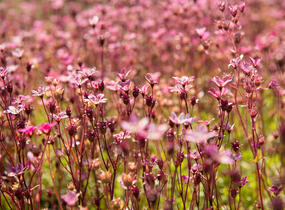 Lomikámen arendsův 'Blütenteppich' - Saxifraga x arendsii 'Blütenteppich'