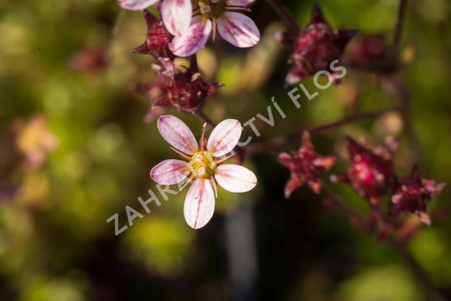 Lomikámen arendsův 'Blütenteppich' - Saxifraga x arendsii 'Blütenteppich'