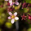 Lomikámen arendsův 'Blütenteppich' - Saxifraga x arendsii 'Blütenteppich'