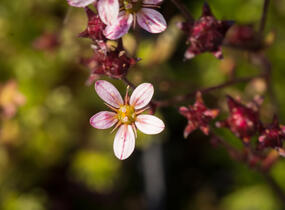 Lomikámen arendsův 'Blütenteppich' - Saxifraga x arendsii 'Blütenteppich'