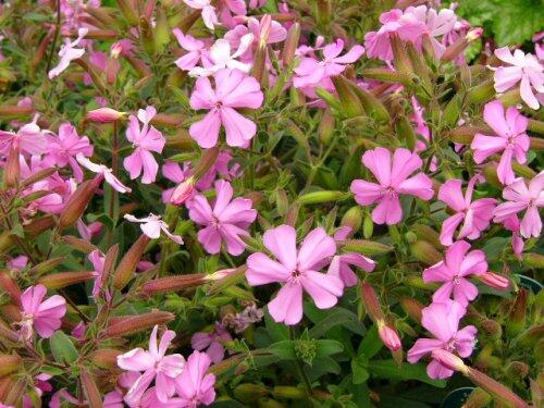 Mydlice 'Max Frei' - Saponaria x lempergii 'Max Frei'