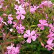 Mydlice 'Max Frei' - Saponaria x lempergii 'Max Frei'