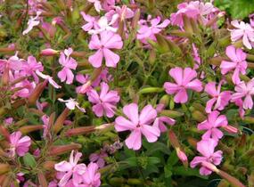 Mydlice 'Max Frei' - Saponaria x lempergii 'Max Frei'