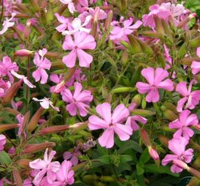 Mydlice 'Max Frei' - Saponaria x lempergii 'Max Frei'