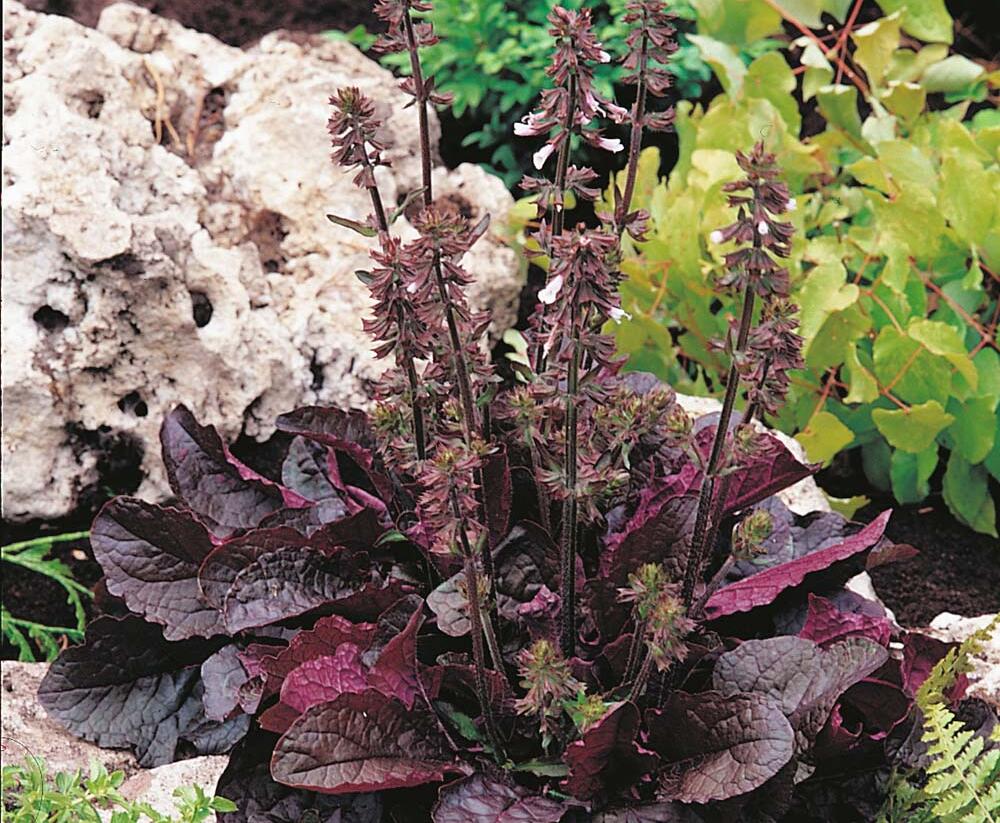 Šalvěj 'Purple Volcano' - Salvia lyrata 'Purple Volcano'