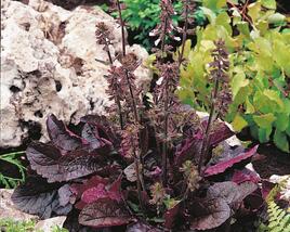 Šalvěj 'Purple Volcano'