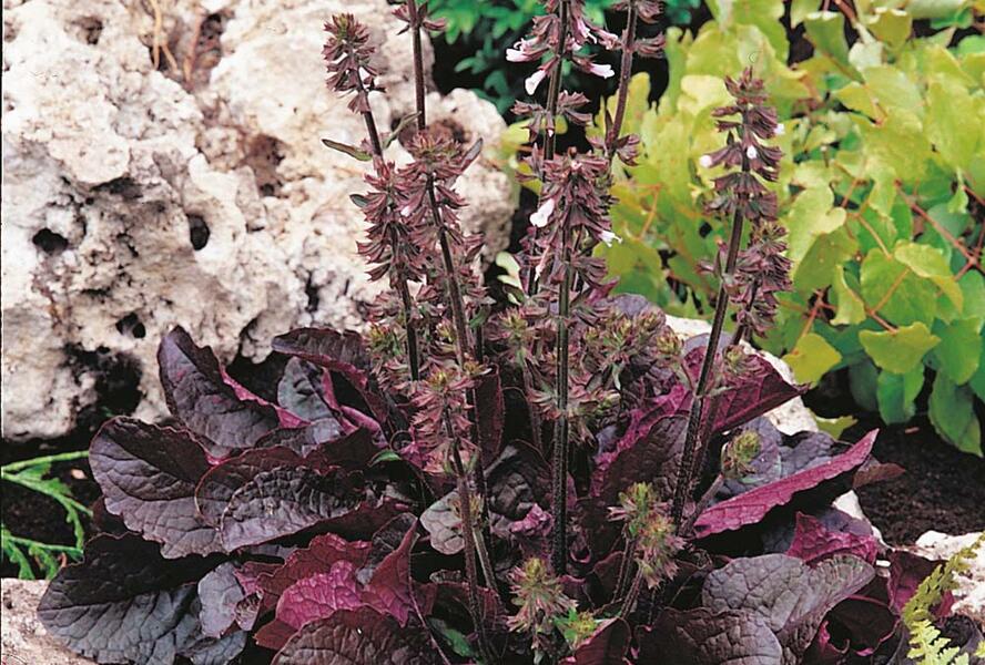 Šalvěj 'Purple Volcano' - Salvia lyrata 'Purple Volcano'