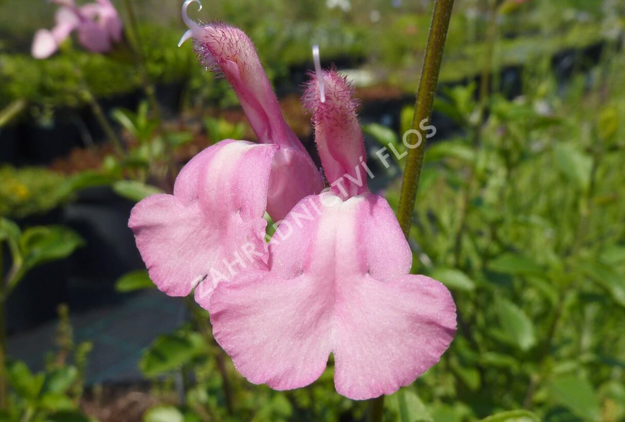 Šalvěj 'Pat Vlasto' - Salvia jamensis 'Pat Vlasto'