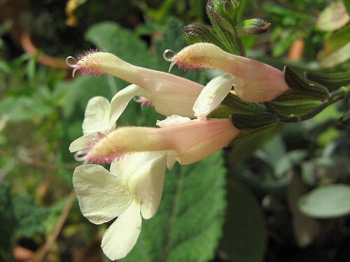 Šalvěj 'La Luna' - Salvia jamensis 'La Luna'