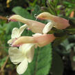 Šalvěj 'La Luna' - Salvia jamensis 'La Luna'