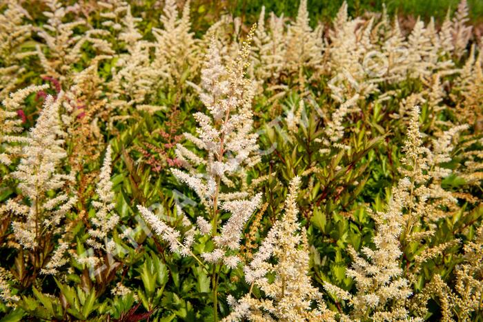 Čechrava japonská 'Irrlicht' - Astilbe japonica 'Irrlicht'