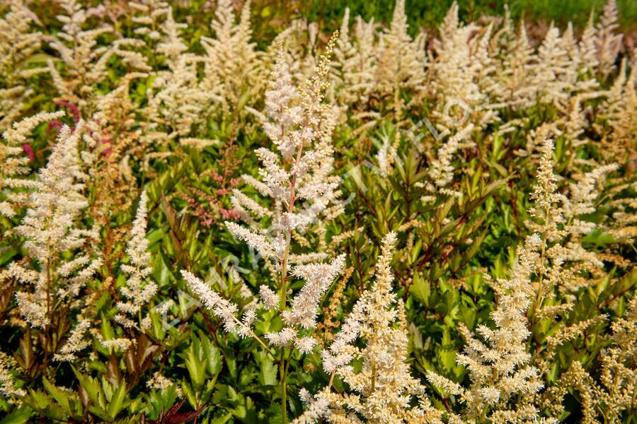 Čechrava japonská 'Irrlicht' - Astilbe japonica 'Irrlicht'