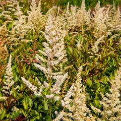 Čechrava japonská 'Irrlicht' - Astilbe japonica 'Irrlicht'