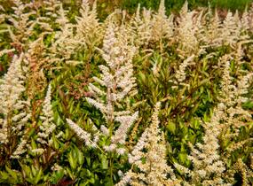 Čechrava japonská 'Irrlicht' - Astilbe japonica 'Irrlicht'