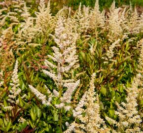 Čechrava japonská 'Irrlicht' - Astilbe japonica 'Irrlicht'