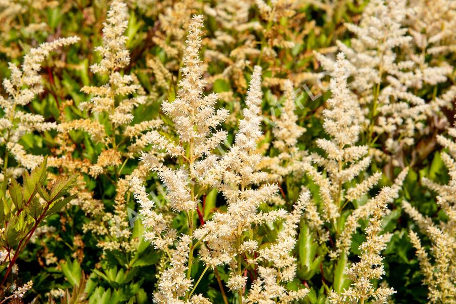 Čechrava japonská 'Irrlicht' - Astilbe japonica 'Irrlicht'
