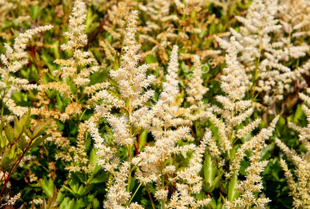 Čechrava japonská 'Irrlicht' - Astilbe japonica 'Irrlicht'