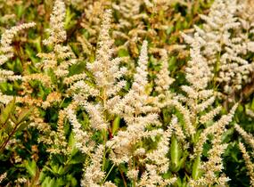 Čechrava japonská 'Irrlicht' - Astilbe japonica 'Irrlicht'