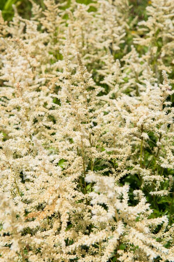 Čechrava japonská 'Irrlicht' - Astilbe japonica 'Irrlicht'