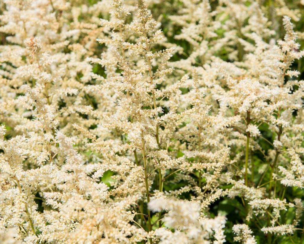 Čechrava japonská 'Irrlicht' - Astilbe japonica 'Irrlicht'
