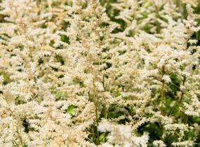 Čechrava japonská 'Irrlicht' - Astilbe japonica 'Irrlicht'