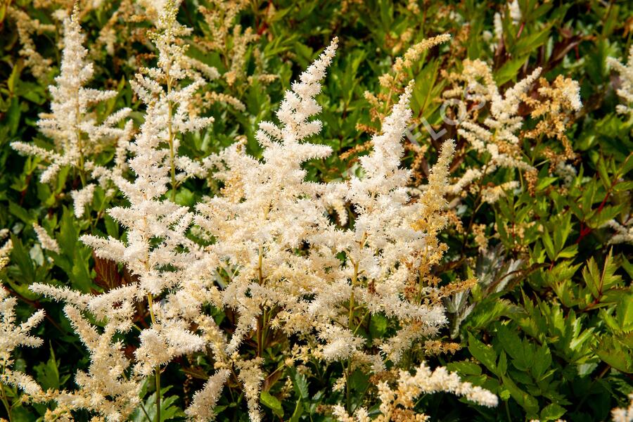 Čechrava japonská 'Irrlicht' - Astilbe japonica 'Irrlicht'