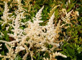 Čechrava japonská 'Irrlicht' - Astilbe japonica 'Irrlicht'