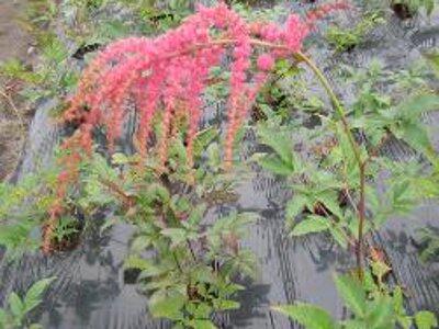 Čechrava Thunbergova 'Straussenfeder' - Astilbe thunbergii 'Straussenfeder'