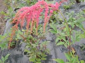 Čechrava Thunbergova 'Straussenfeder' - Astilbe thunbergii 'Straussenfeder'