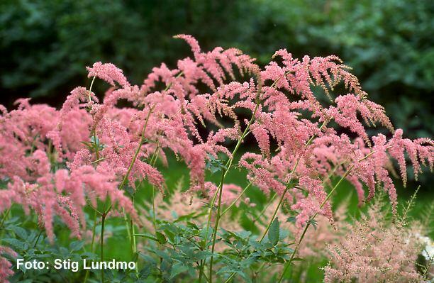 Čechrava Thunbergova 'Straussenfeder' - Astilbe thunbergii 'Straussenfeder'