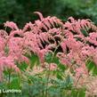 Čechrava Thunbergova 'Straussenfeder' - Astilbe thunbergii 'Straussenfeder'