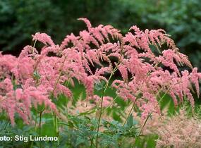 Čechrava Thunbergova 'Straussenfeder' - Astilbe thunbergii 'Straussenfeder'
