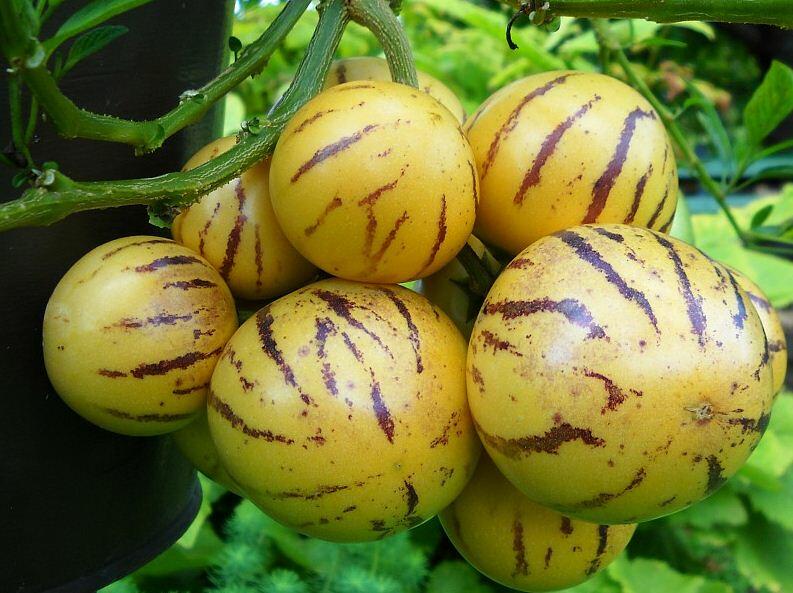 'Pepíno Gold' - Solanum muricatum 'Pepíno Gold'