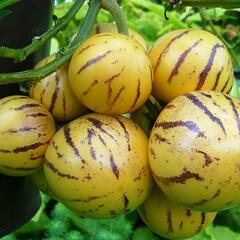 'Pepíno Gold' - Solanum muricatum 'Pepíno Gold'