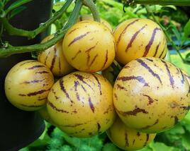 Pepíno 'Pepino Gold'
