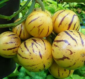 'Pepíno Gold' - Solanum muricatum 'Pepíno Gold'