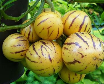 Pepíno 'Pepino Gold'